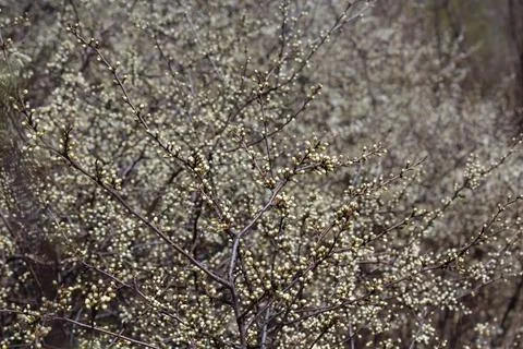 Flowering trees Stock Photos