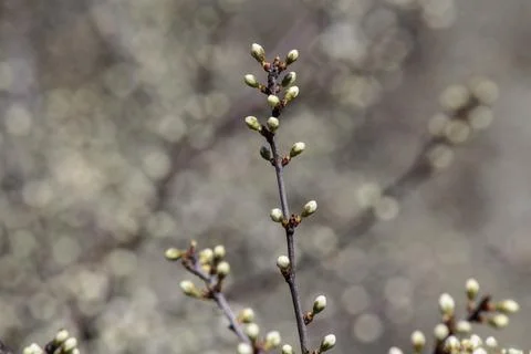 Flowering trees Stock Photos