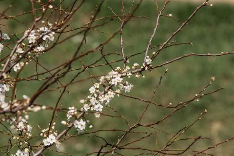 Flowering trees Stock Photos