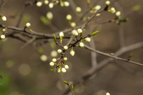 Flowering trees Stock Photos