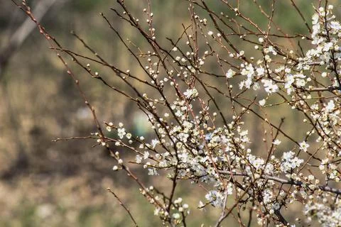 Flowering trees Stock Photos