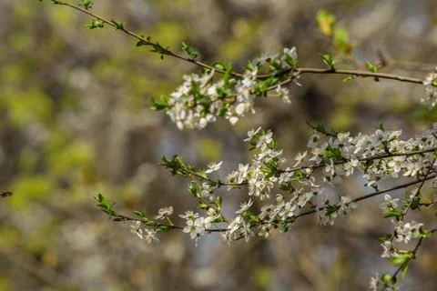Flowering trees Foto stock