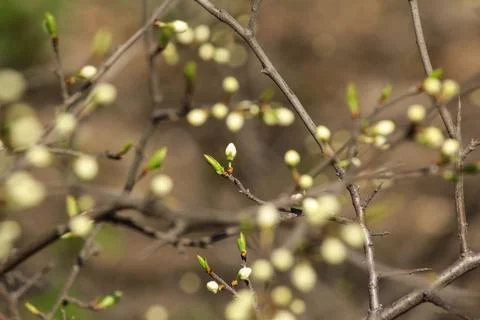 Flowering trees Stock Photos