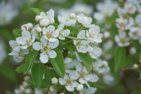 Flowering trees Foto stock
