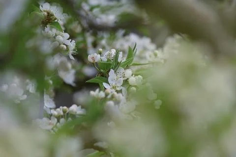 Flowering trees Foto stock