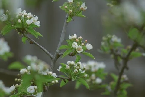 Flowering trees Foto stock