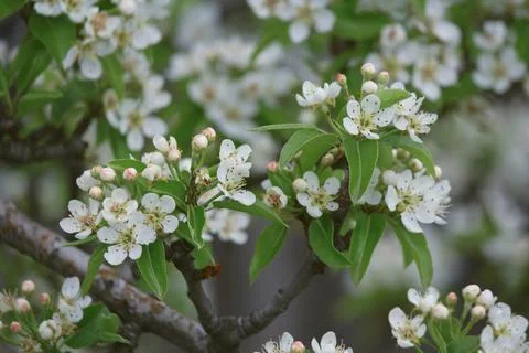 Flowering trees Stock Photos