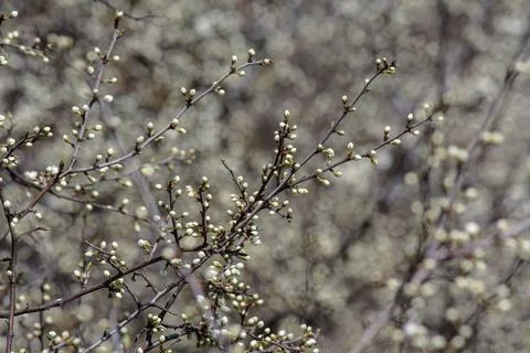 Flowering trees Stock Photos