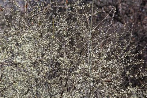 Flowering trees Stock Photos