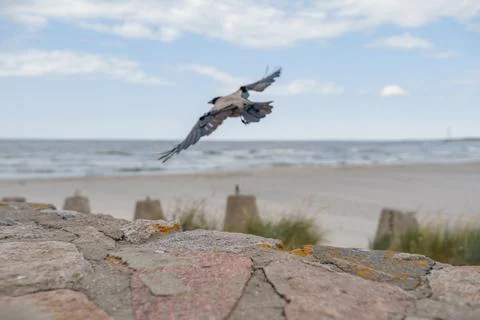 Flowering trees 写真素材