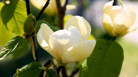 Flowering trees. slow motion. Selective of focus. A little of DOF. Stock Footage 107485566