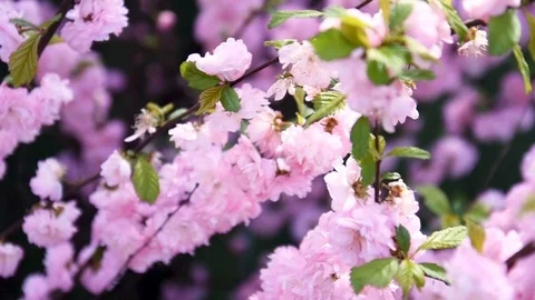 Flowering trees. slow motion. Selective of focus. A little of DOF. Stock Footage 107485567