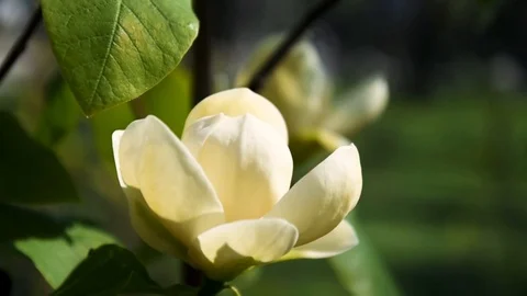 Flowering trees. slow motion. Selective of focus. A little of DOF. Stock Footage 107485587