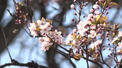 Flowering trees in the spring beginning of the warm season. beautiful flowers. Stock Footage 145798851