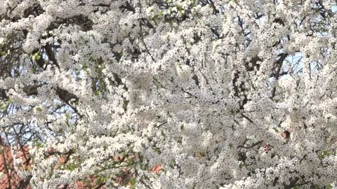 Flowering trees in the spring beginning of the warm season. beautiful flowers. 스톡 동영상 145798866