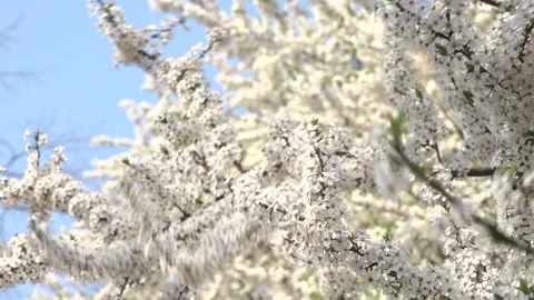 Flowering trees in the spring beginning of the warm season. beautiful flowers. Stock Footage 145798883