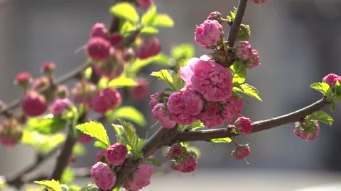 Flowering trees in the spring beginning of the warm season. beautiful flowers. 스톡 동영상 145798895