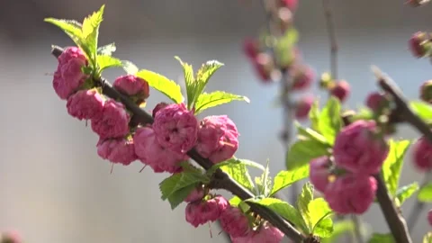 Flowering trees in the spring beginning of the warm season. beautiful flowers. 스톡 동영상 145798905