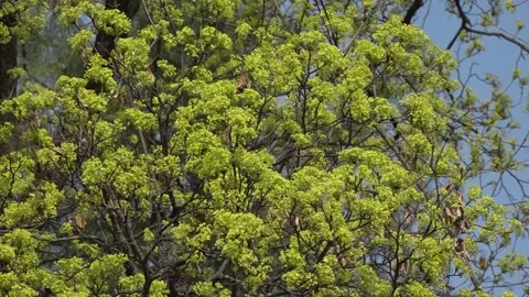 Flowering trees in the spring beginning of the warm season. beautiful flowers. 스톡 동영상 145798919