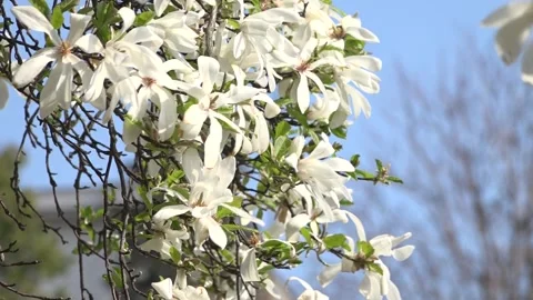 Flowering trees in the spring beginning of the warm season. beautiful flowers. 스톡 동영상 145799126