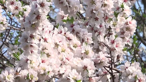 Flowering trees in the spring beginning of the warm season. beautiful flowers. 스톡 동영상 145799131