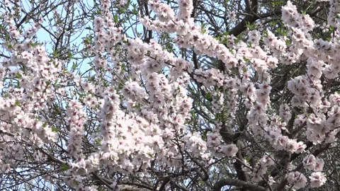 Flowering trees in the spring beginning of the warm season. beautiful flowers. 스톡 동영상 145799142