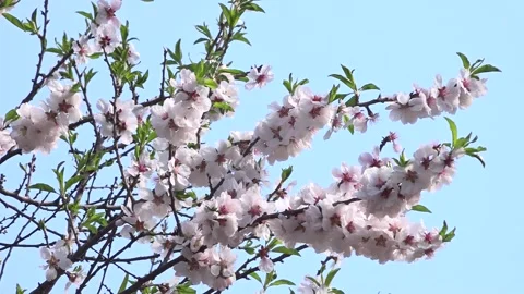 Flowering trees in the spring beginning of the warm season. beautiful flowers. 스톡 동영상 145799165