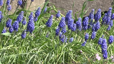 Flowering trees in the spring beginning of the warm season. beautiful flowers. 스톡 동영상 145799205