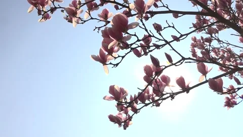 Flowering trees in the spring beginning of the warm season. beautiful flowers. 스톡 동영상 145799226