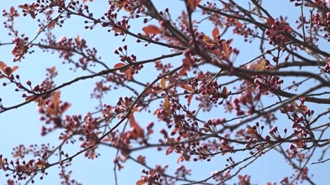 Flowering trees in the spring beginning of the warm season. beautiful flowers. 스톡 동영상 145799288