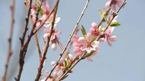 Flowering Trees in Spring Stock Footage 75493406