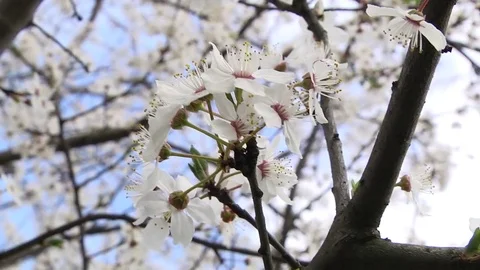 Flowering trees in the spring Video stock 85093784