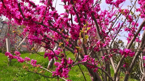 Flowering trees, spring Video stock 88133377