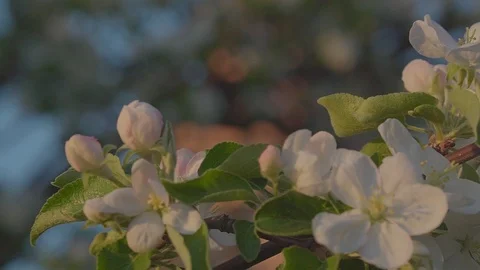 Flowering trees in spring. Stock Footage 89467991