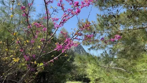 Flowering trees by spring in forest Stock Footage 337156607