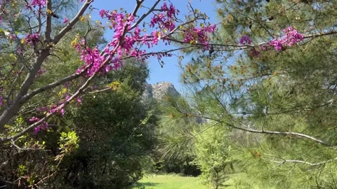Flowering trees by spring in forest Stock Footage 337157081
