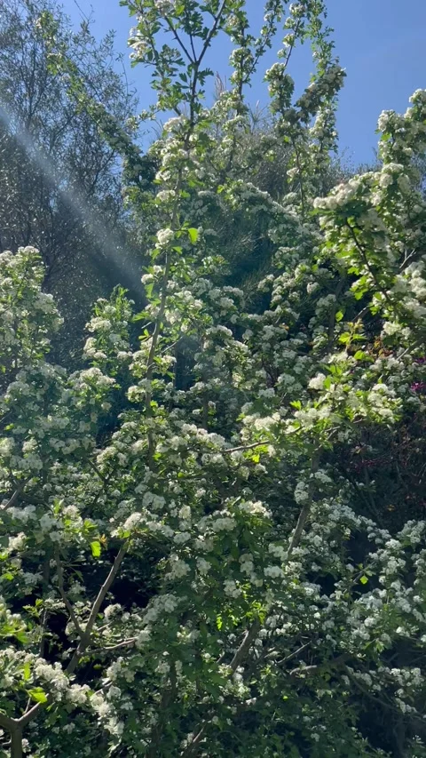Flowering trees by spring in forest Stock Footage 337157110