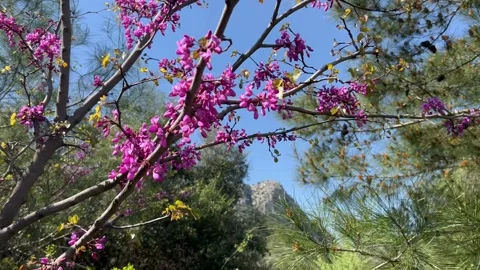 Flowering trees by spring in forest Stock Footage 337157371