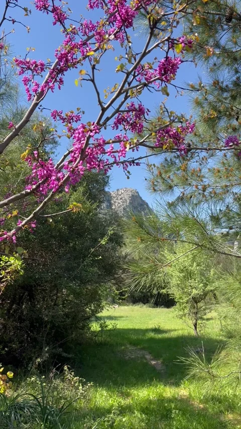 Flowering trees by spring in forest Stock Footage 337157474