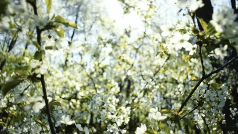 Flowering trees in spring in the garden. Video stock 240940483