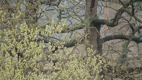 Flowering trees in the spring. nature begins to wake up after winter Stock-Footage 75004651