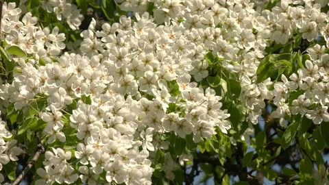 Flowering trees in spring. Pear blossoms are in full bloom 스톡 동영상 346408994