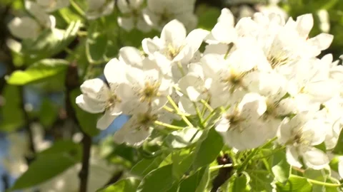 Flowering trees in spring. Pear blossoms are in full bloom Stockbeeldmateriaal 346409047