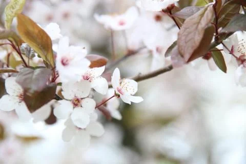 Flowering trees in spring Stock Photos