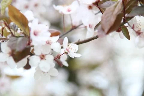 Flowering trees in spring Stock Photos