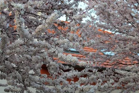 Flowering trees in spring Stock Photos