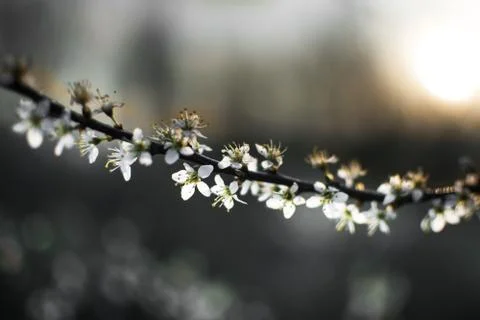 Flowering trees in spring. Stock Photos