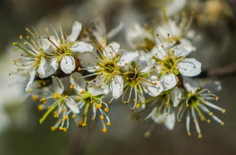 Flowering trees in spring. Stock Photos