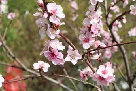 Flowering trees in the spring Stock Photos