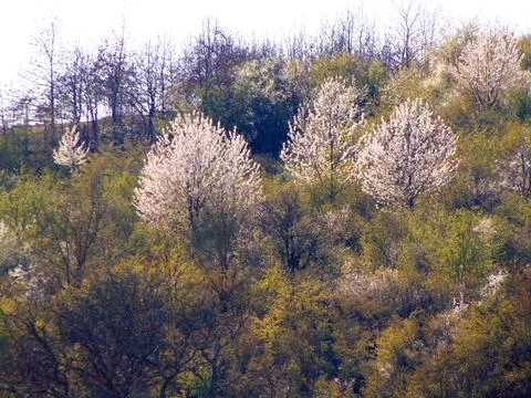 Flowering trees in the spring Fotos Stock